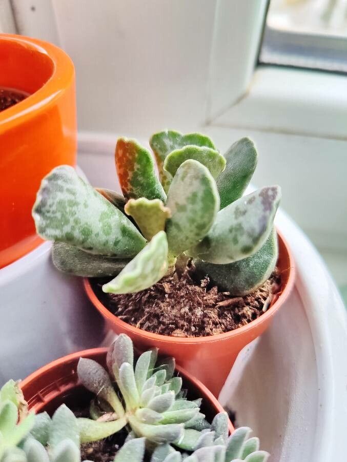 Adromischus cooperi flower