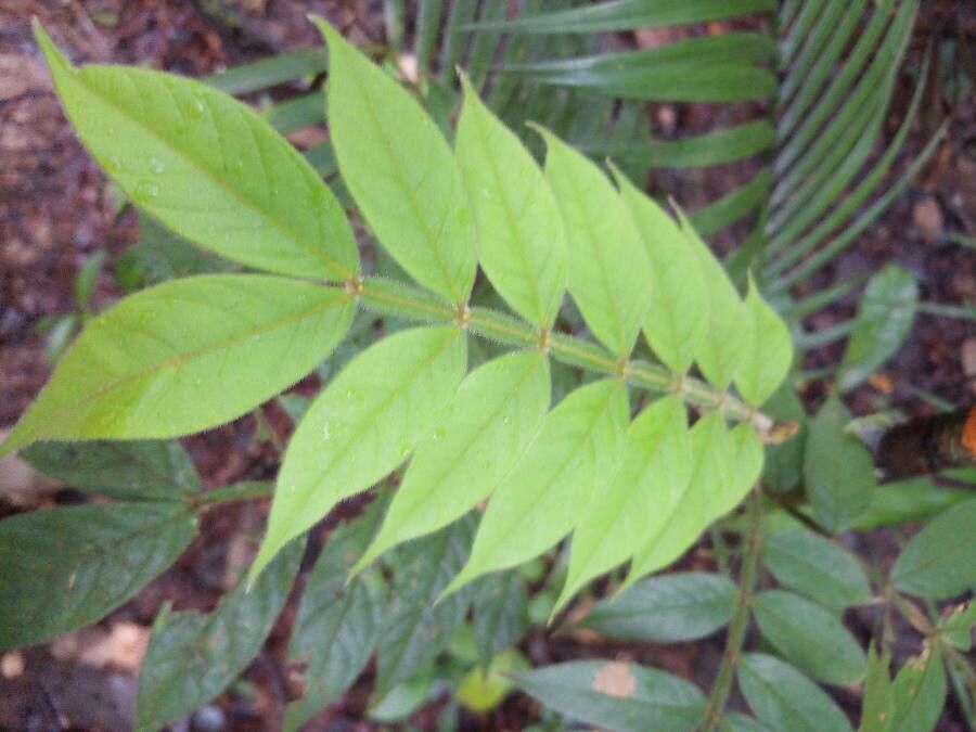 Inga cayennensis — houseplant care guide