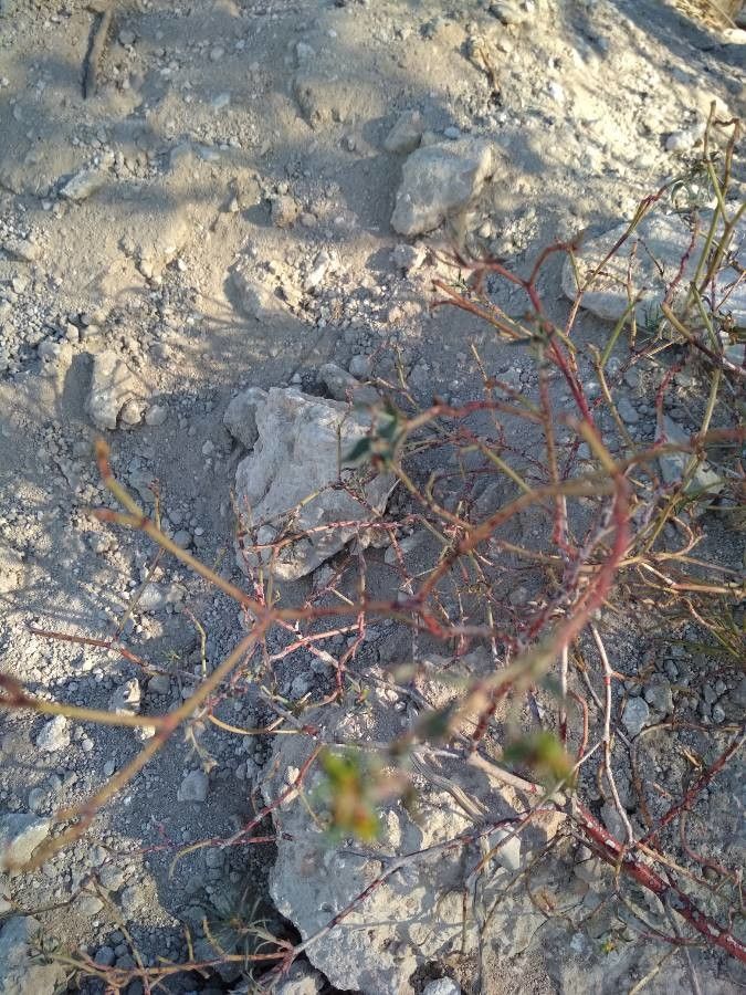 Limonium echioides bark