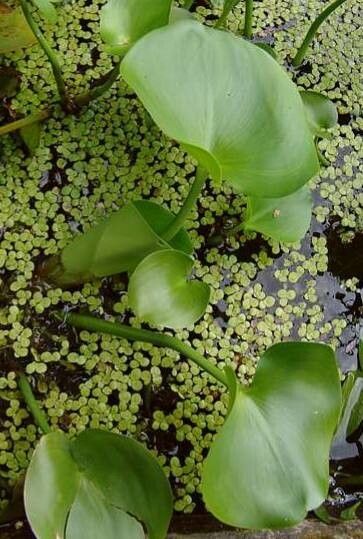 Pontederia rotundifolia — search result for 'Pontederia'