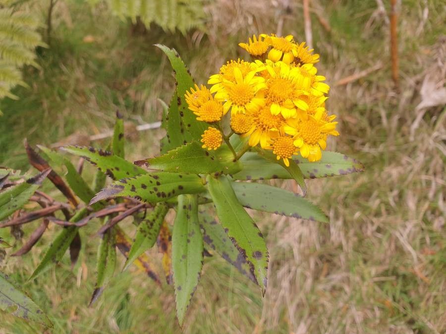 Faujasia salicifolia flower