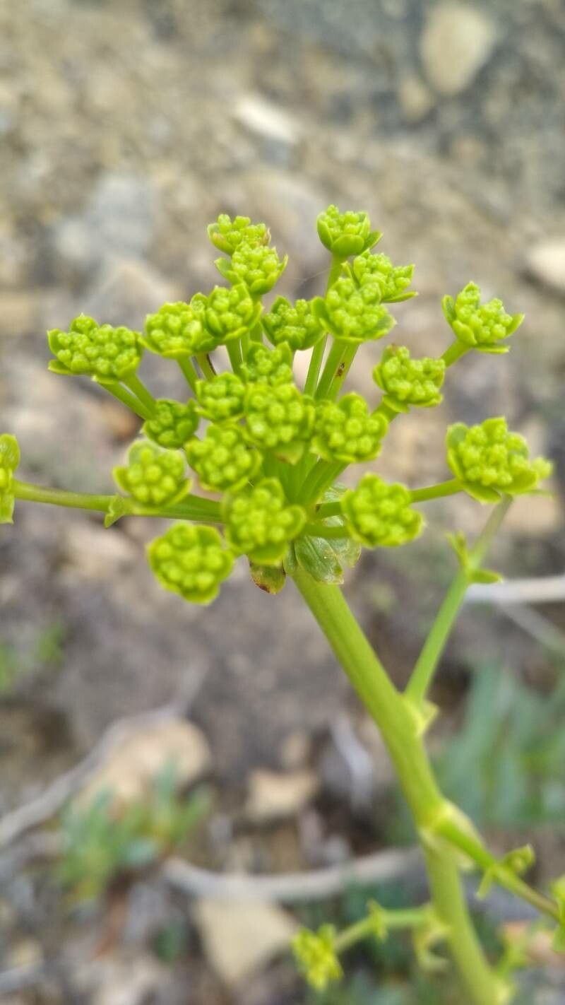 Bupleurum gibraltaricum flower