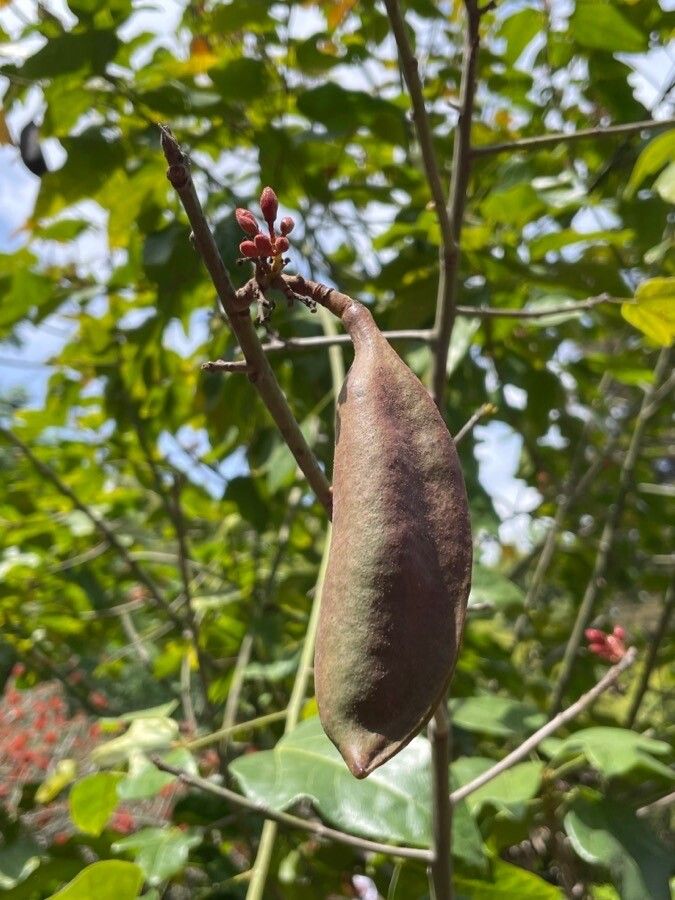 Schotia brachypetala fruit