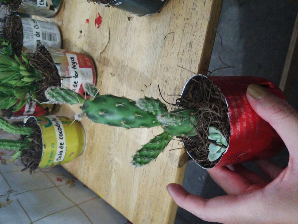 Opuntia triacanthos flower