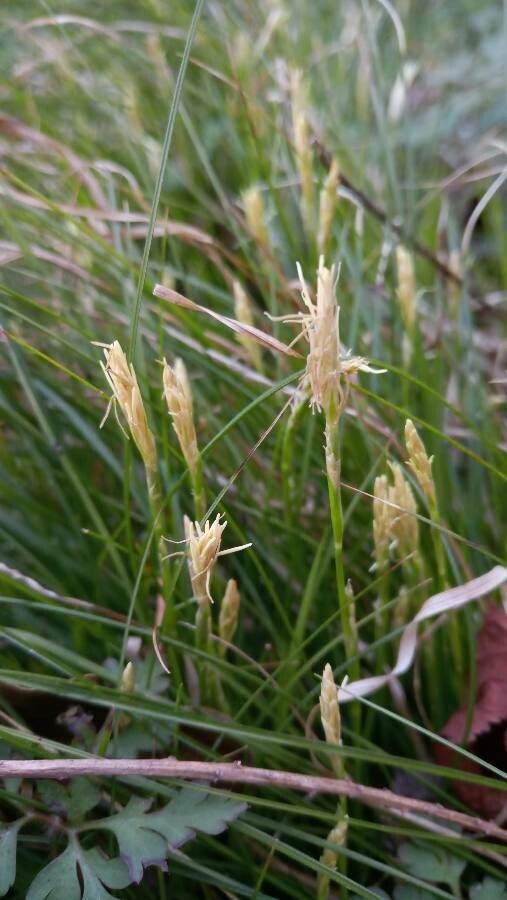 Carex alba flower