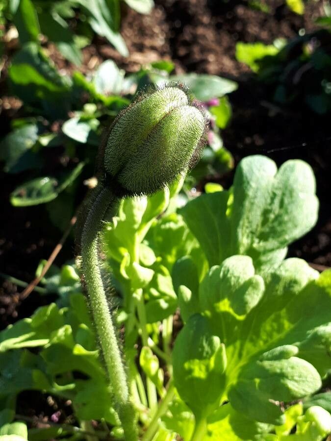 Papaver nudicaule fruit