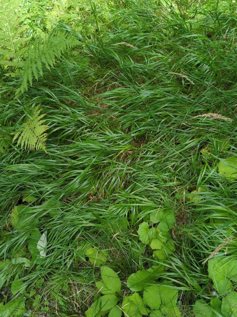 Agrostis schraderiana — houseplant care guide