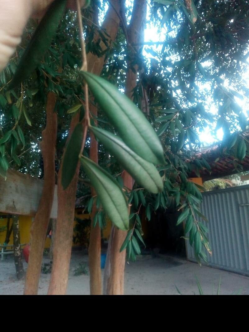 Eugenia pyriformis — search result for 'Myrtaceae'