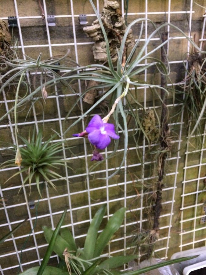 Tillandsia streptocarpa — search result for 'Peru to Bolivia'