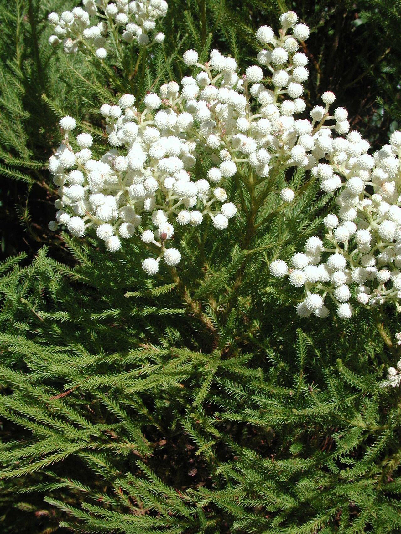 Berzelia lanuginosa — related species from the same genus