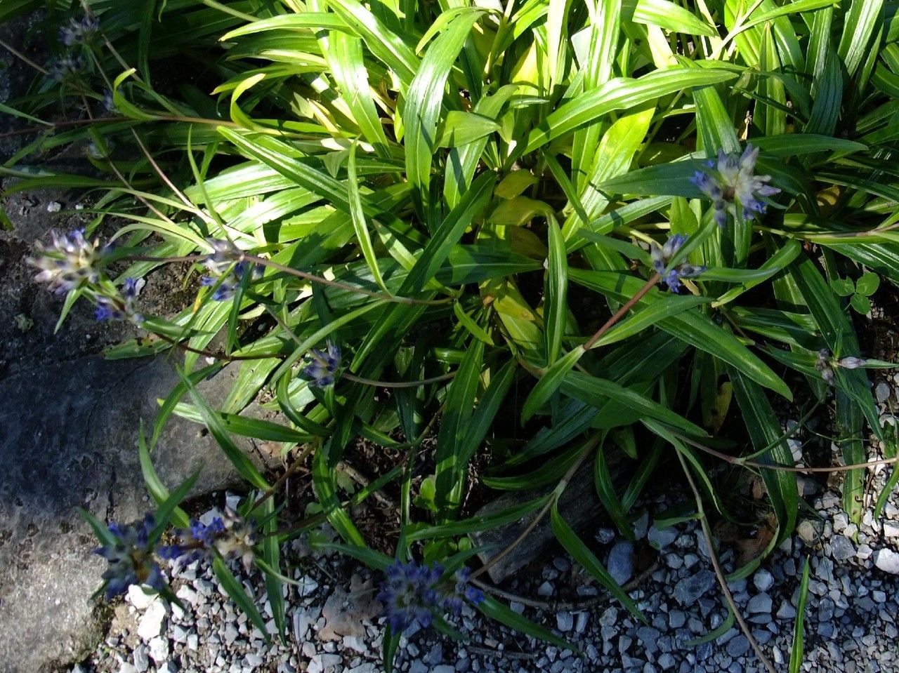 Gentiana walujewii habit