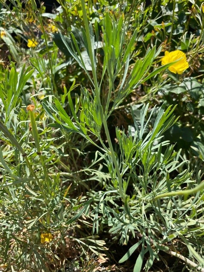 Hunnemannia fumariifolia leaf