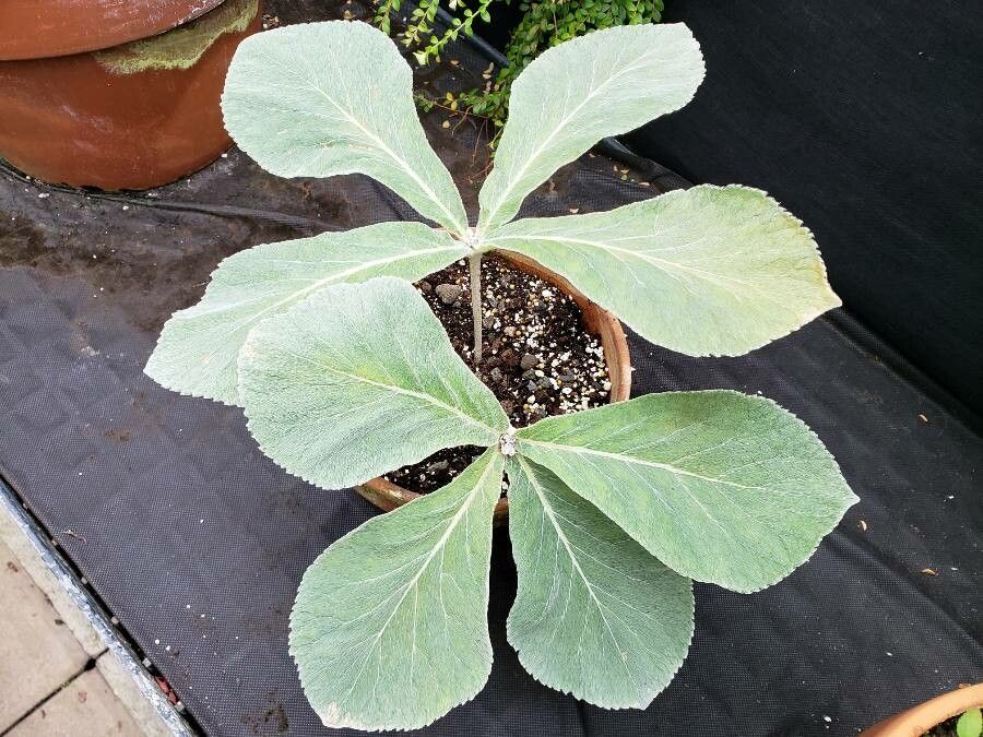 Sinningia leucotricha habit