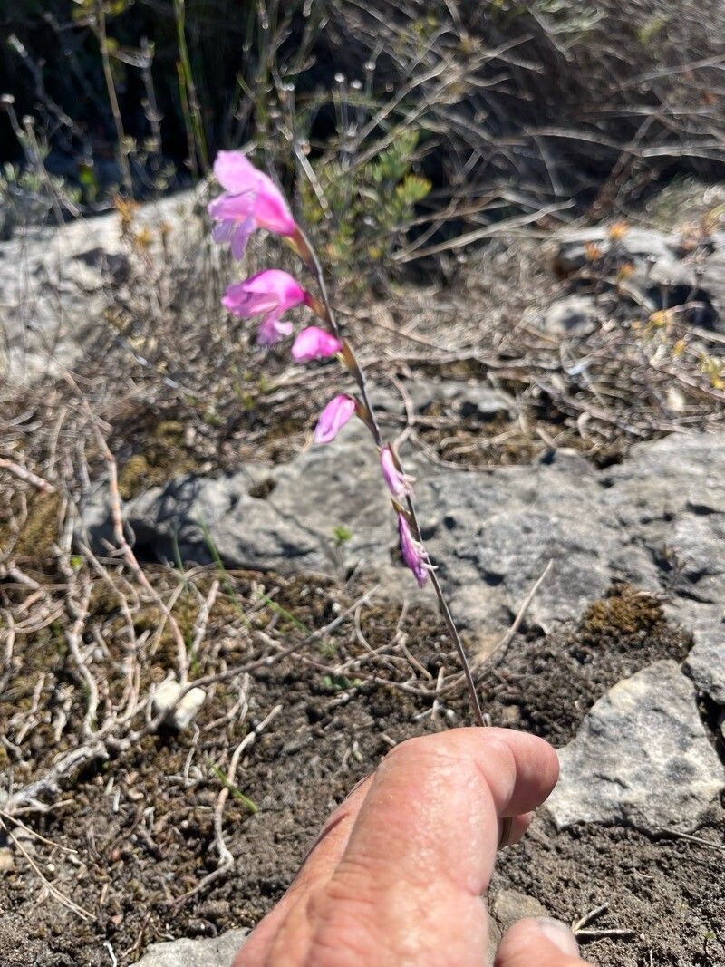 Gladiolus hirsutus — search result for 'Gladiolus'