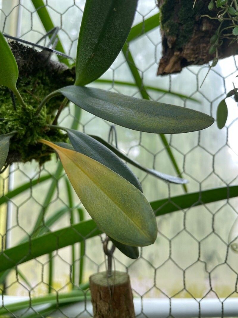 Bulbophyllum infundibuliforme — search result for 'Bulbophyllum'