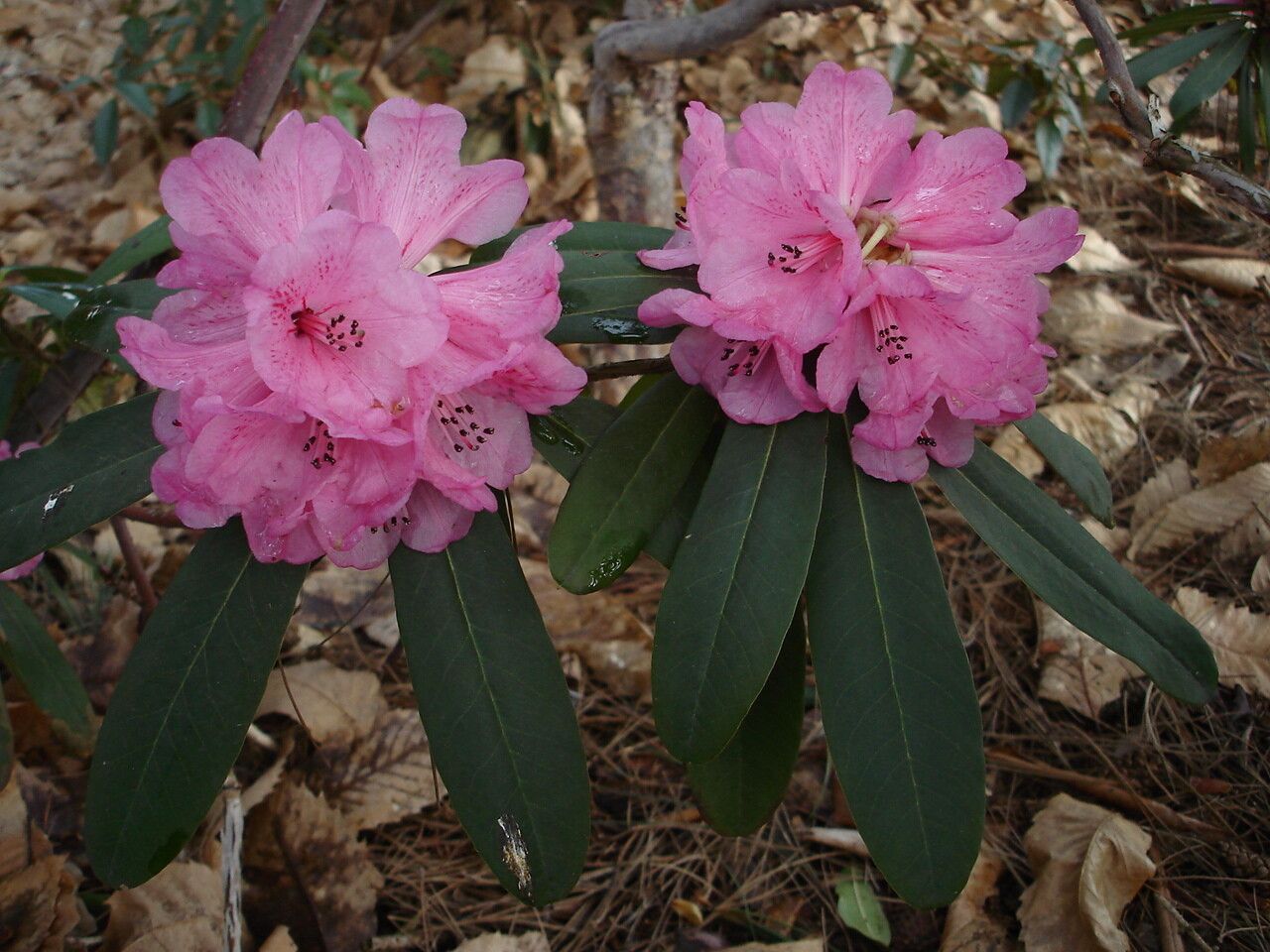Rhododendron faucium flower