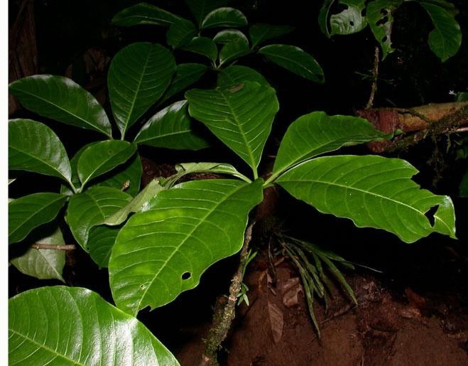 Rauvolfia purpurascens leaf