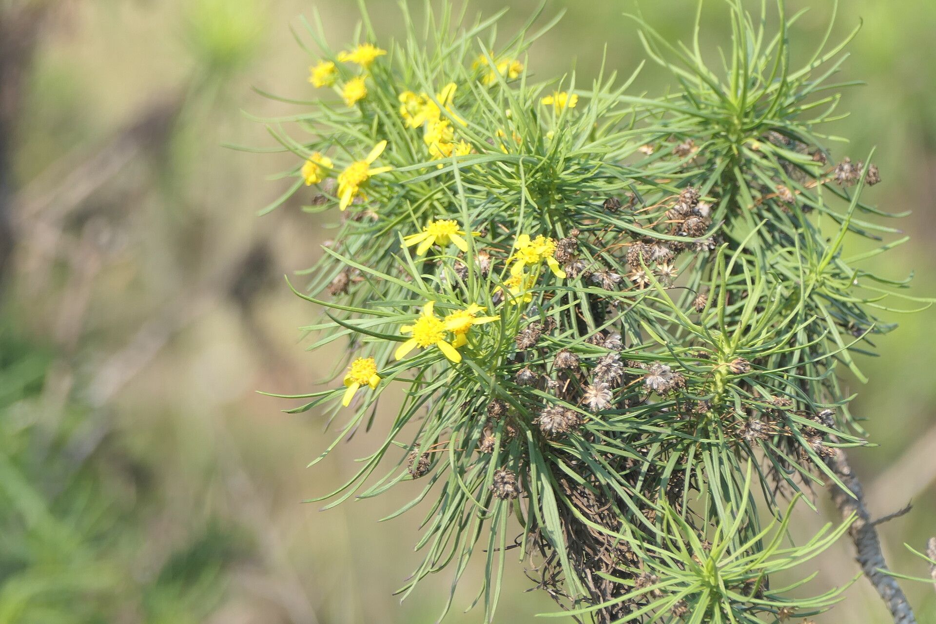 Senecio linifolius flower
