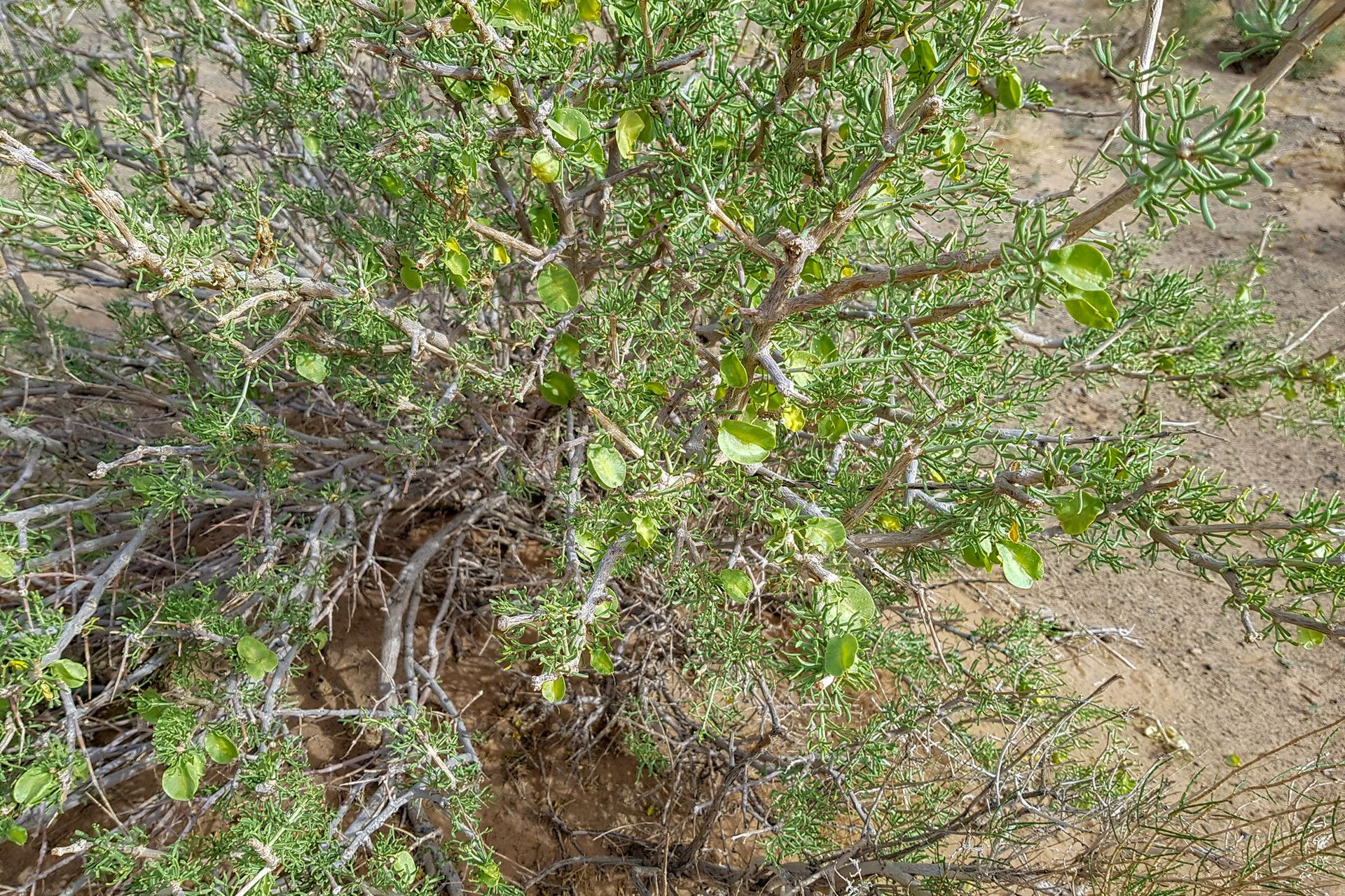 Zygophyllum xanthoxylum — houseplant care guide