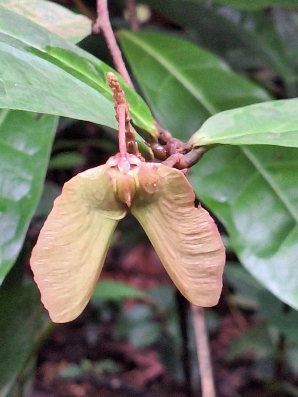 Acridocarpus longifolius fruit