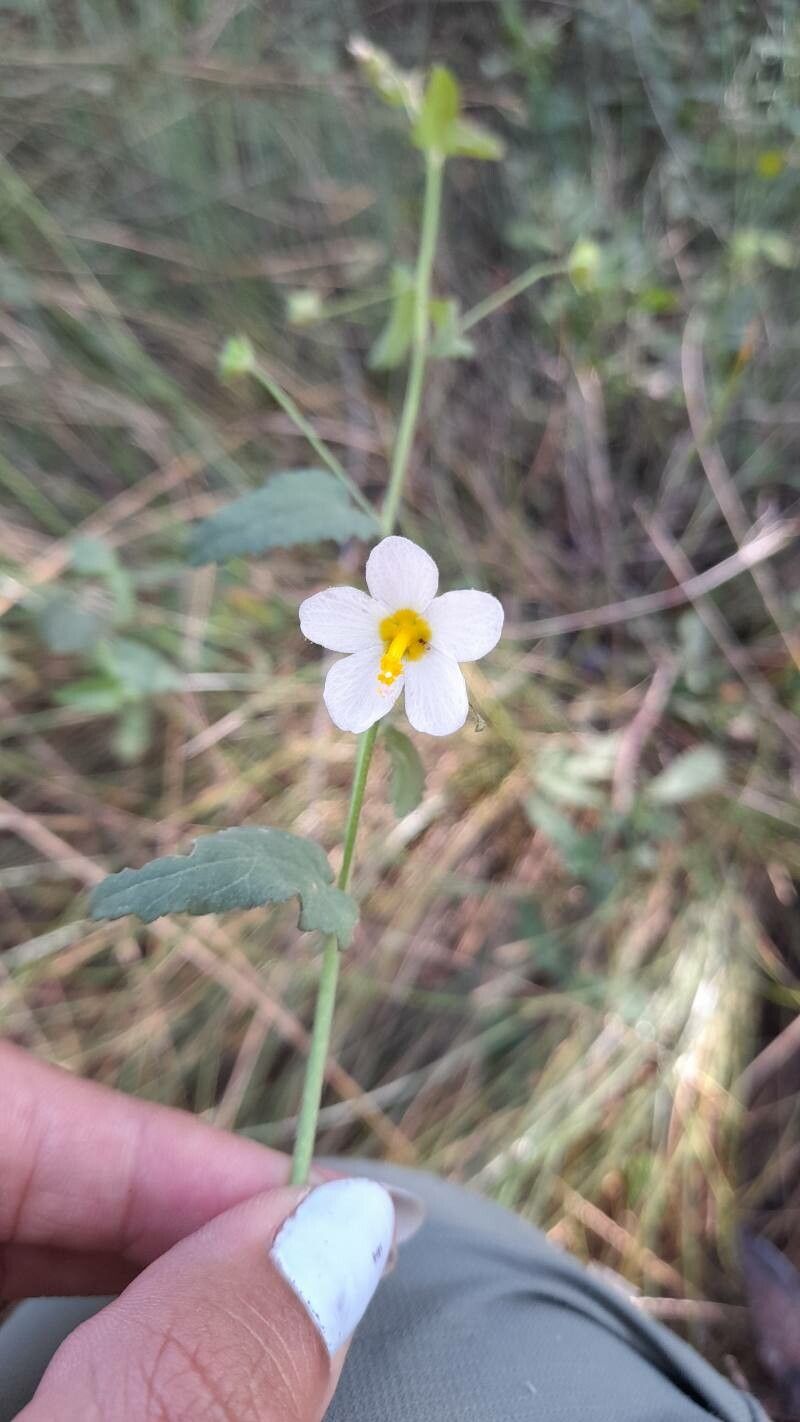 Kosteletzkya depressa flower