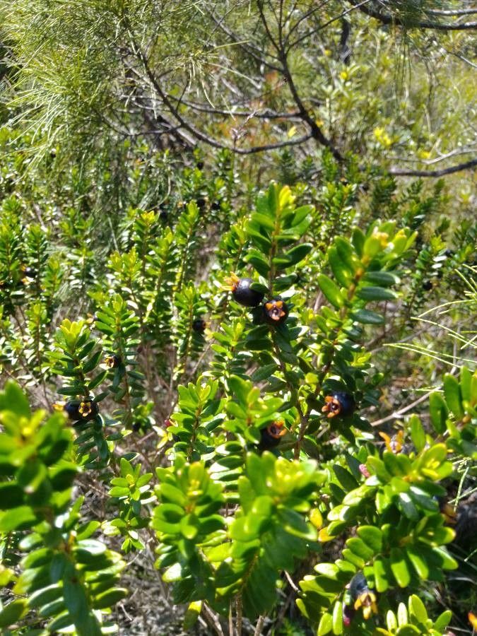 Myrtastrum rufopunctatum fruit