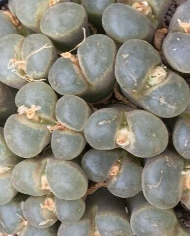 Conophytum lydiae — houseplant care guide