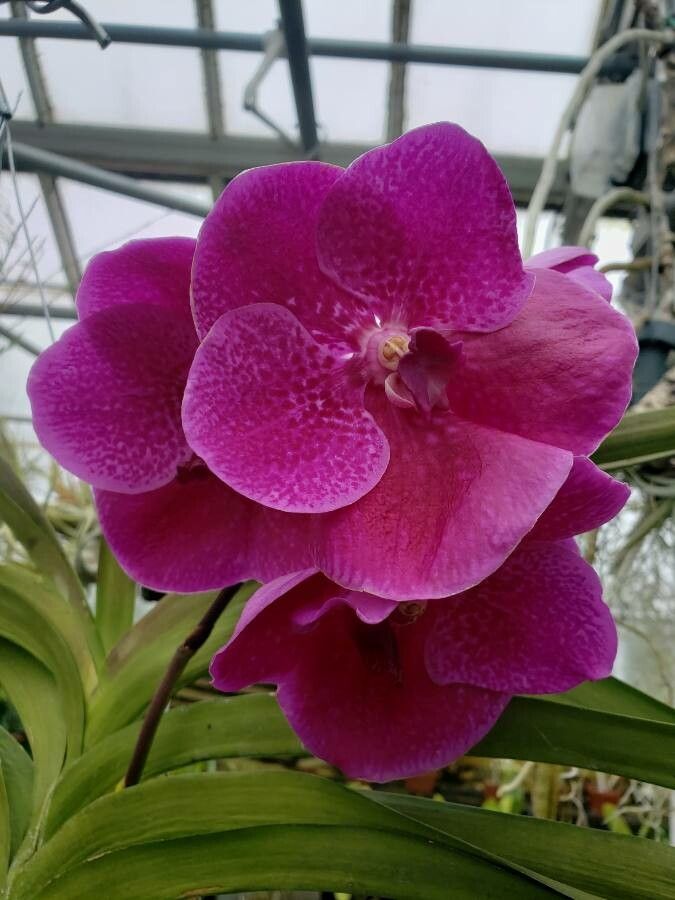 Vanda sanderiana — search result for 'Vanda'