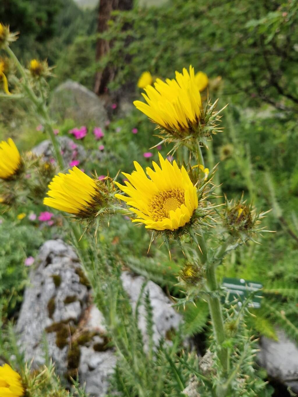 Berkheya multijuga flower