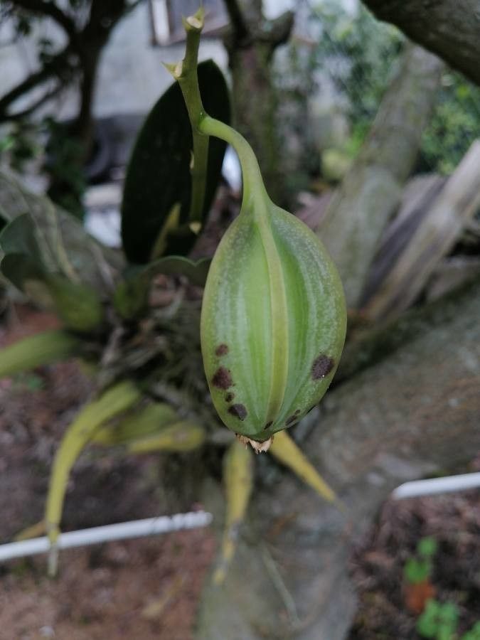 Dendrobium munificum fruit