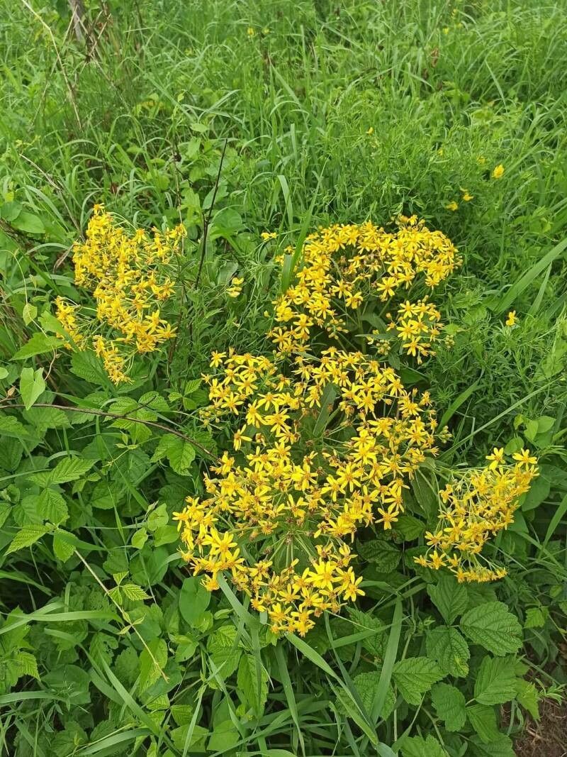 Senecio sarracenicus flower