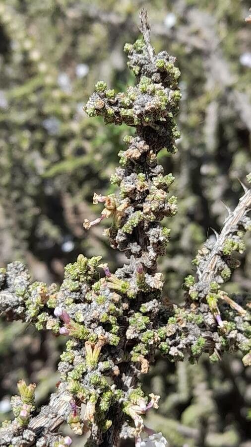 Junellia seriphioides leaf