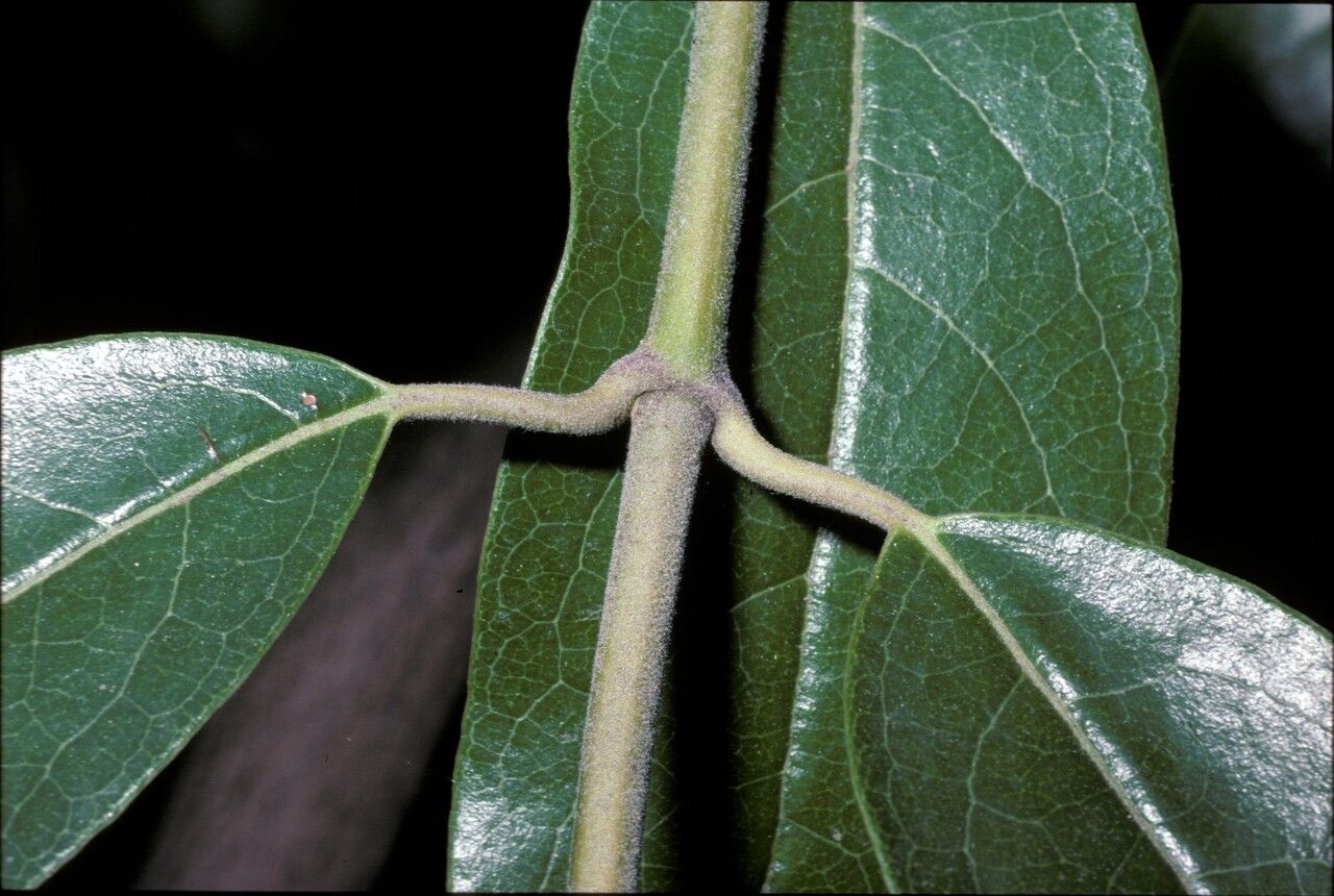 Garrya fadyenii — search result for 'Vaccinium'