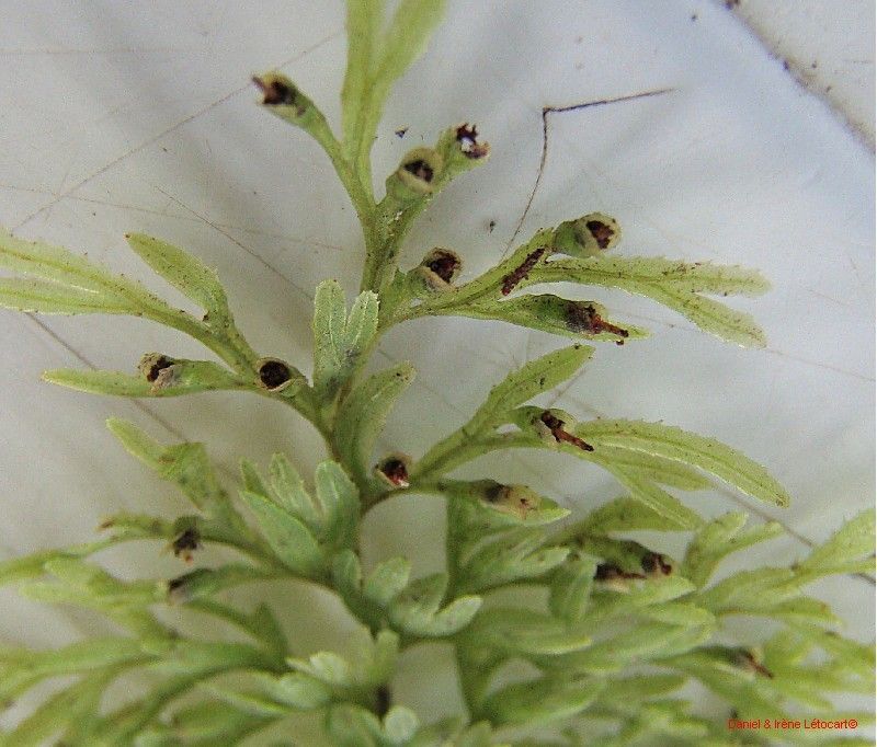 Hymenophyllum deplanchei habit