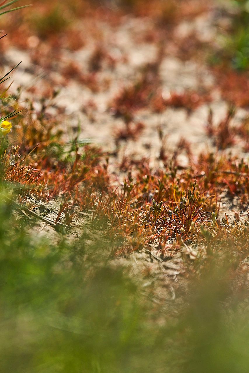 Juncus rechingeri habit
