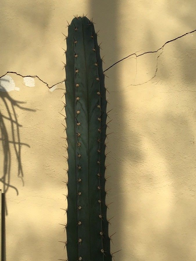 Echinopsis pachanoi leaf