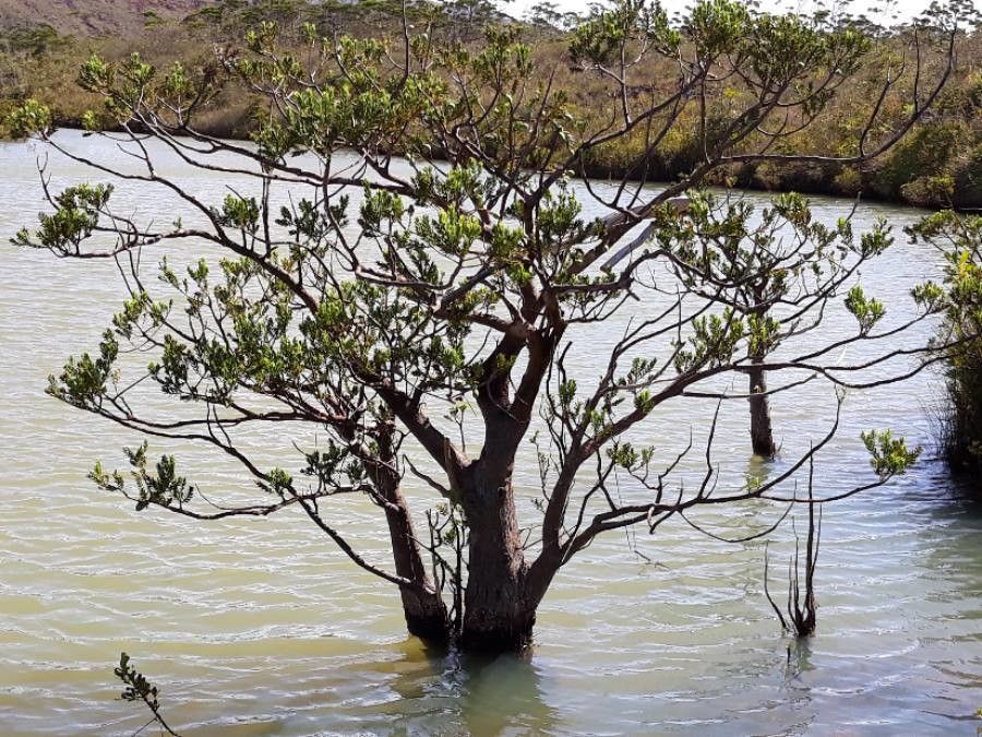 Retrophyllum minus habit