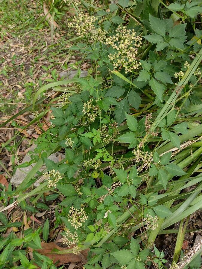 Cayratia clematidea habit
