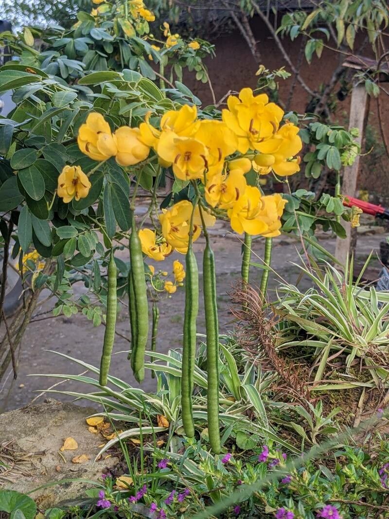 Senna corymbosa flower