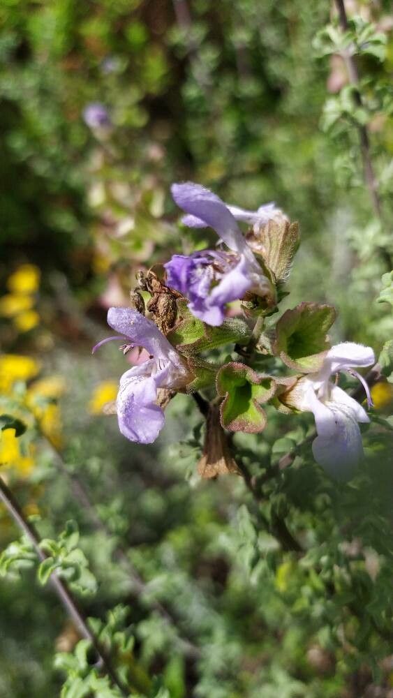 Salvia dentata flower