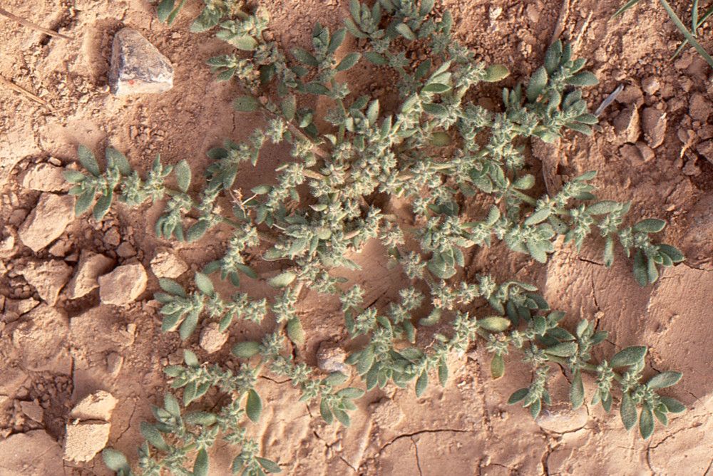 Herniaria fontanesii — houseplant care guide