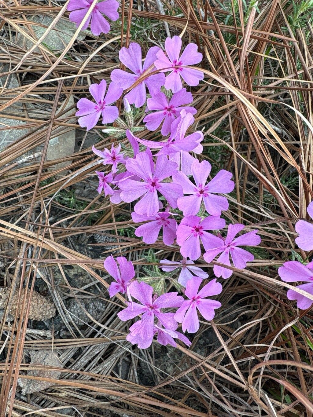 Phlox nivalis — search result for 'Phlox'