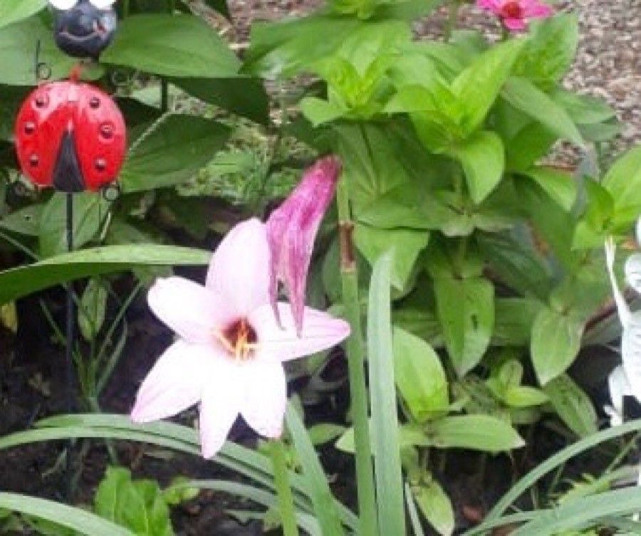 Zephyranthes Carinata flower