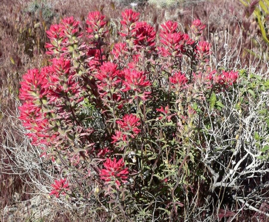 Castilleja angustifolia — related species from the same genus