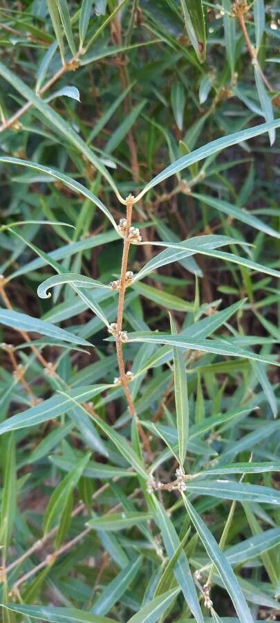 Phillyrea angustifolia flower