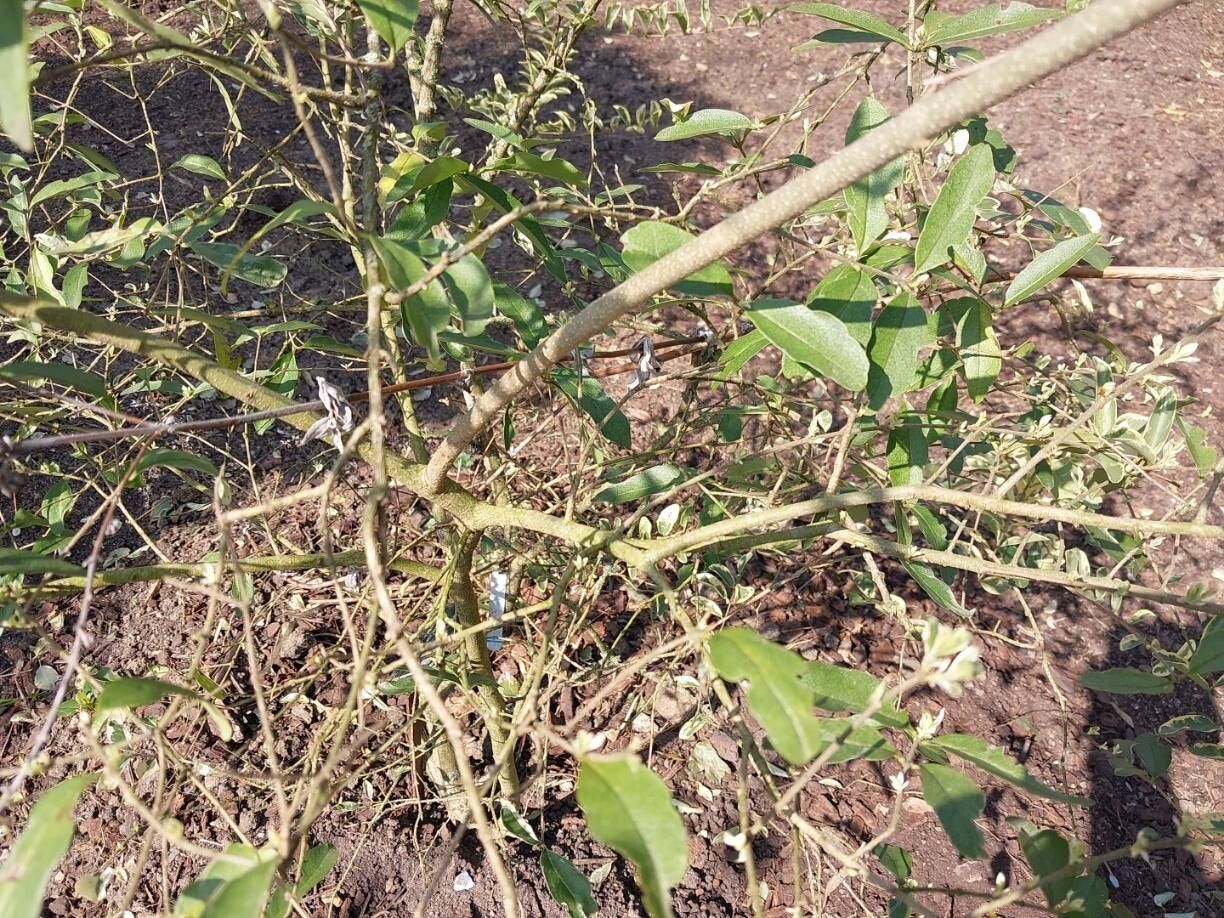 Ligustrum ibota other