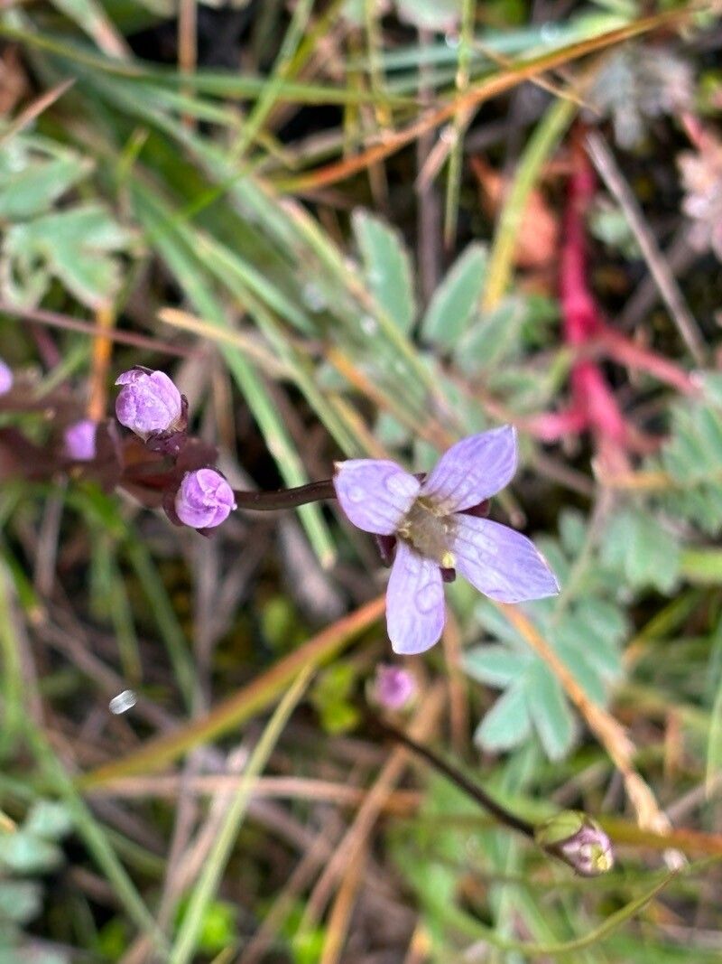 Gentianella magellanica — search result for 'Gentianella'