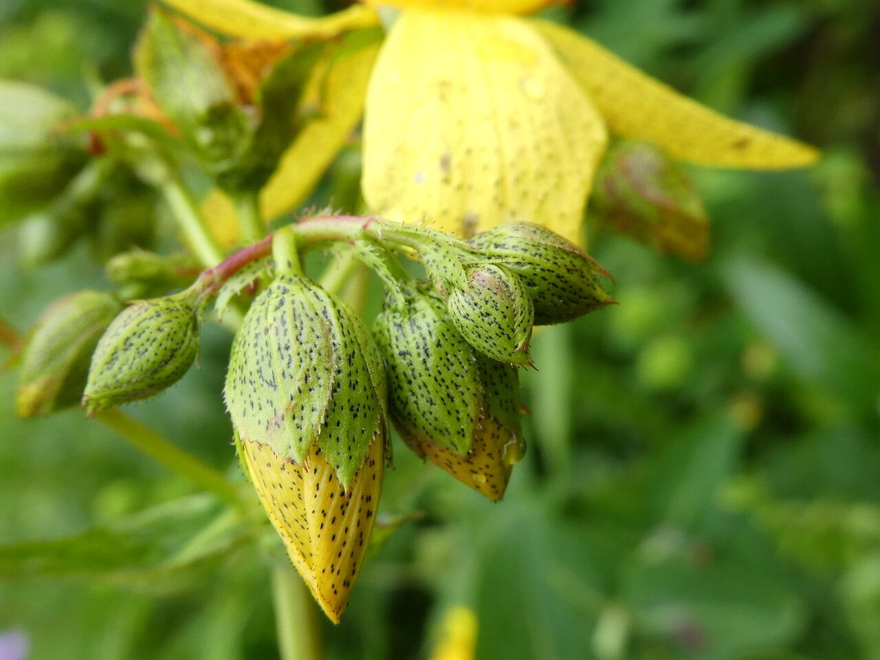 Hypericum richeri flower