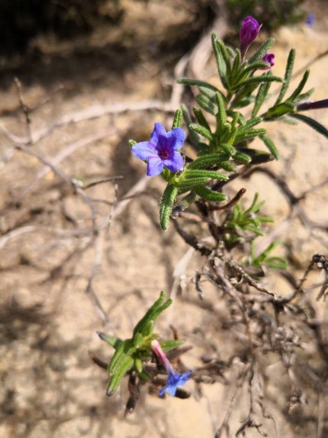 Lithodora fruticosa fruit