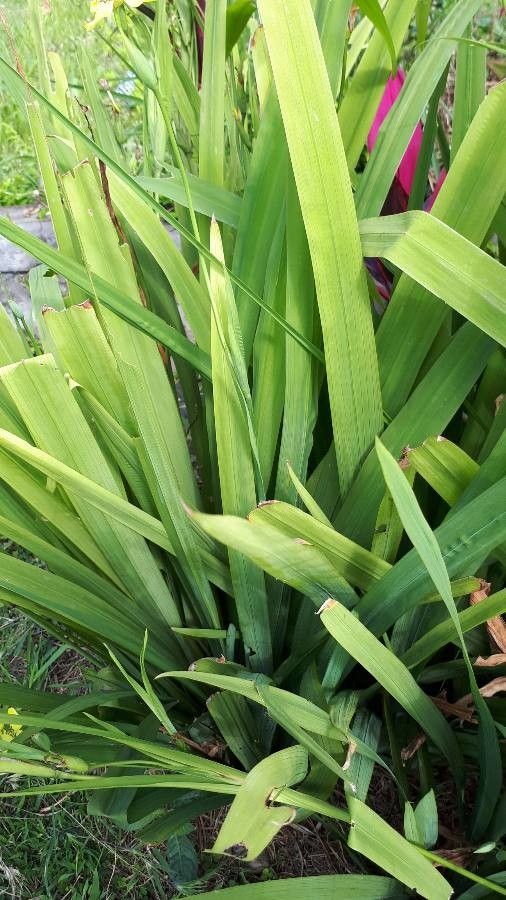 Trimezia martinicensis leaf